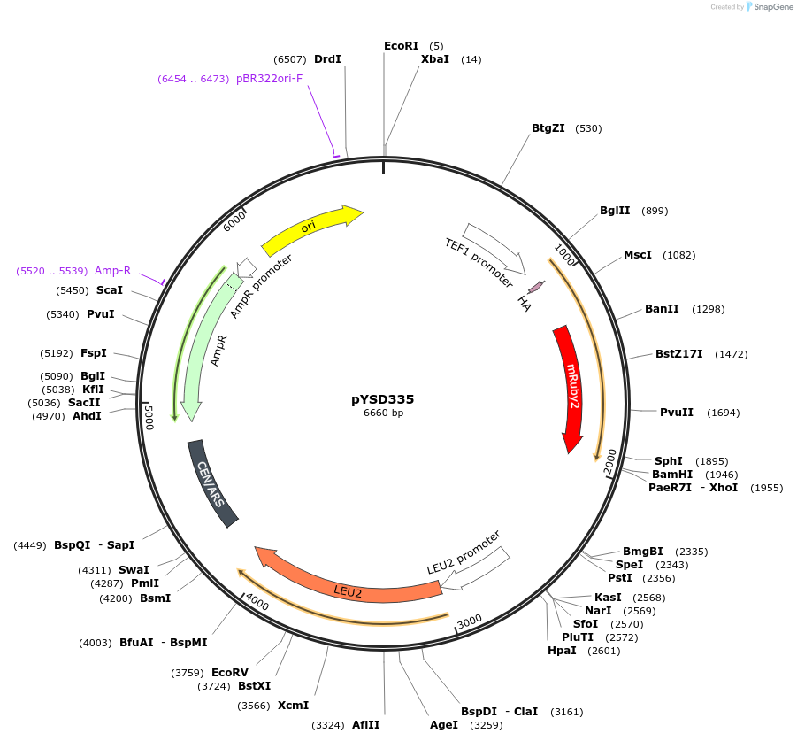 253043-plasmid-map-sequence-id-507384