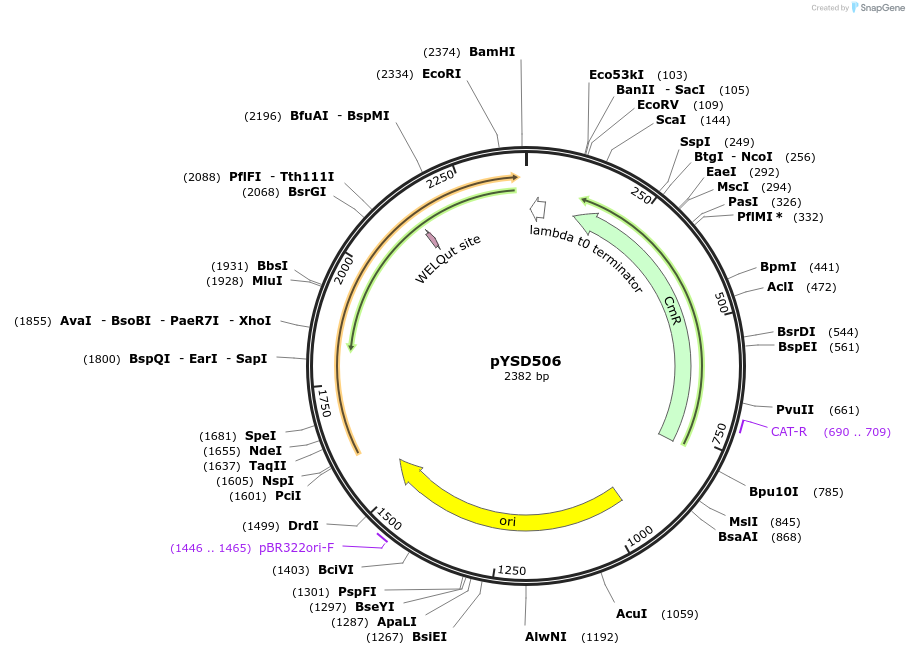 252991-plasmid-map-sequence-id-507385