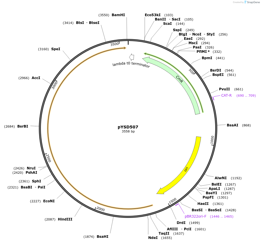 252992-plasmid-map-sequence-id-507386