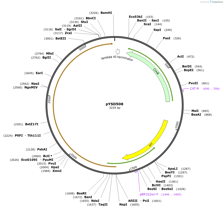 252993-plasmid-map-sequence-id-507387