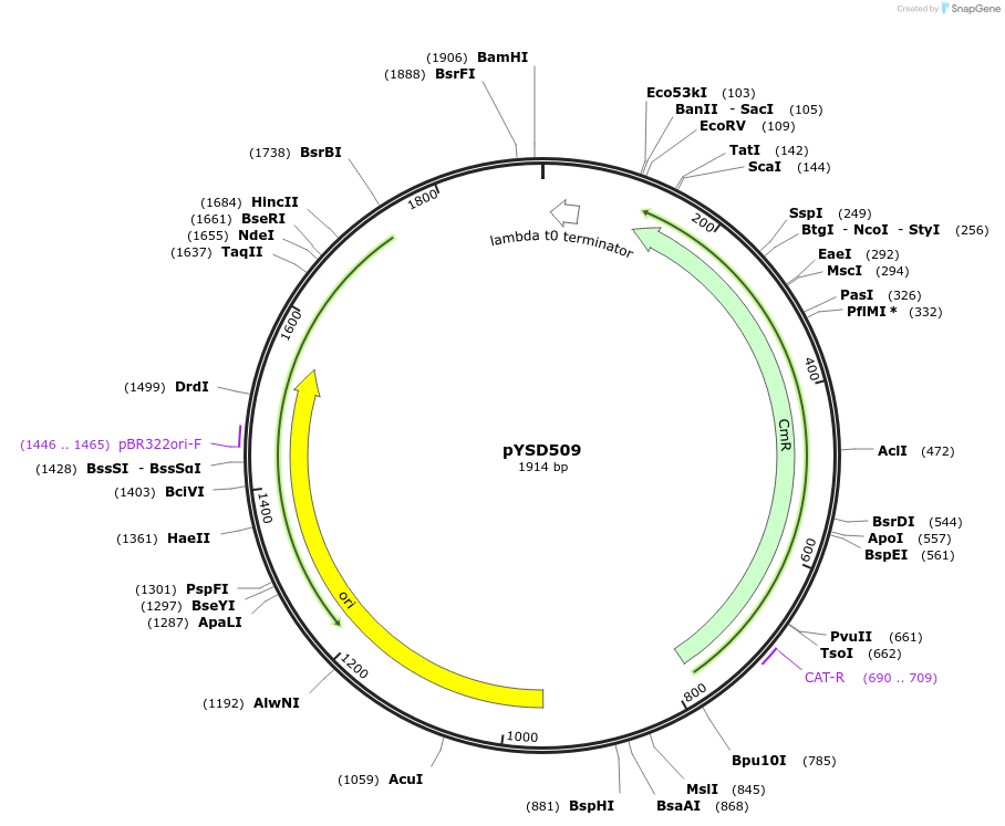 252994-plasmid-map-sequence-id-507388