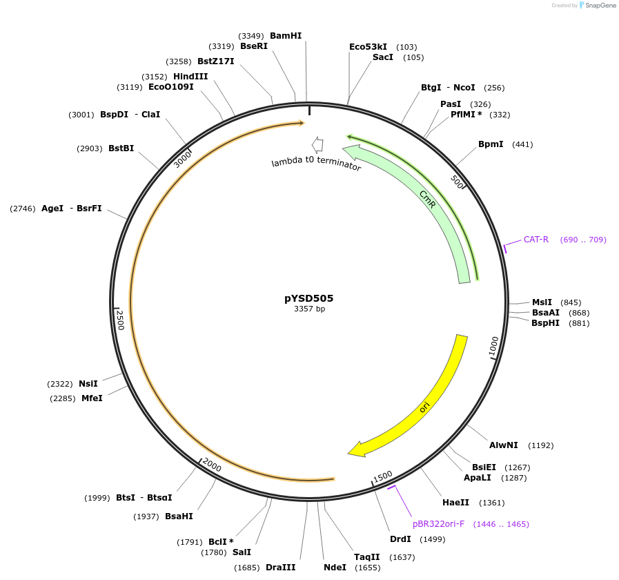 252990-plasmid-map-sequence-id-507389