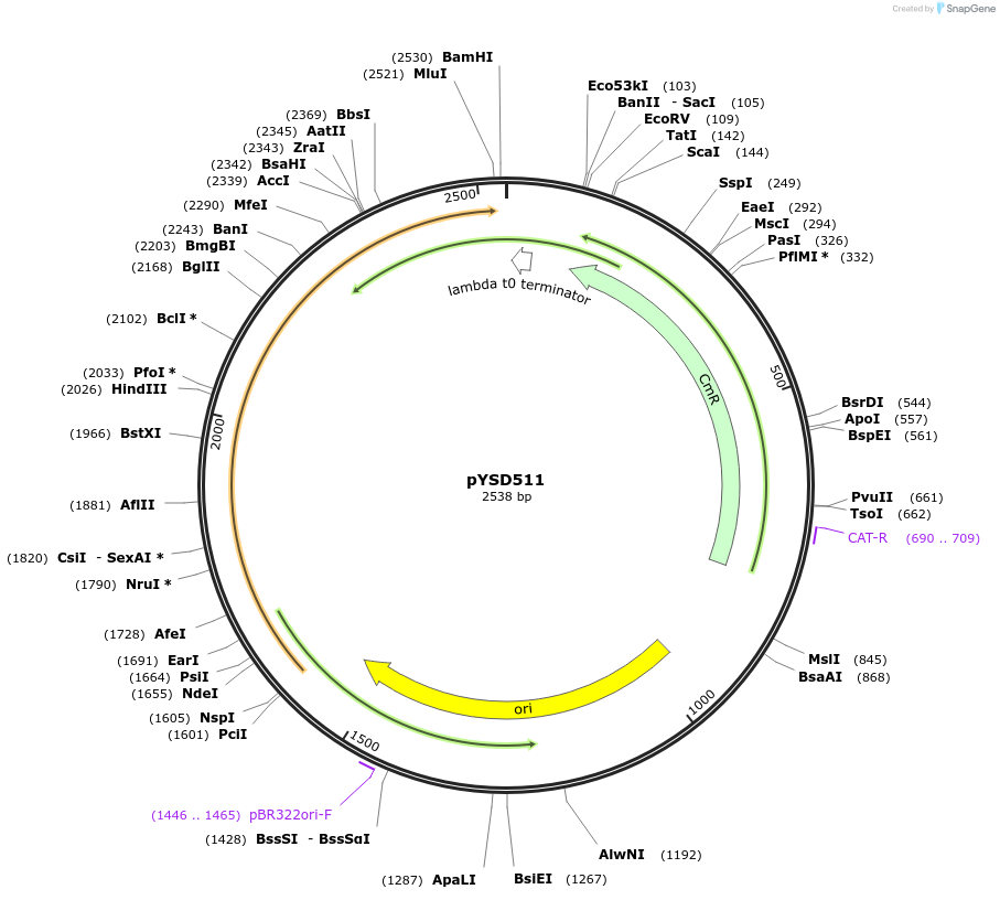 252996-plasmid-map-sequence-id-507390