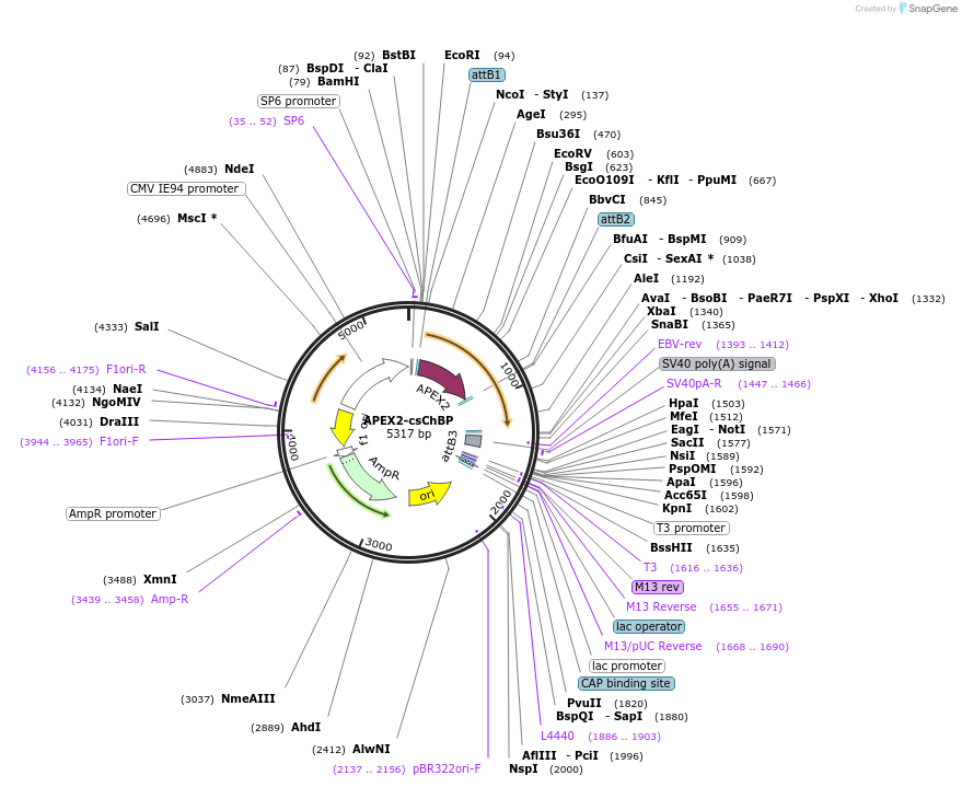 108876-plasmid-map-sequence-id-507416