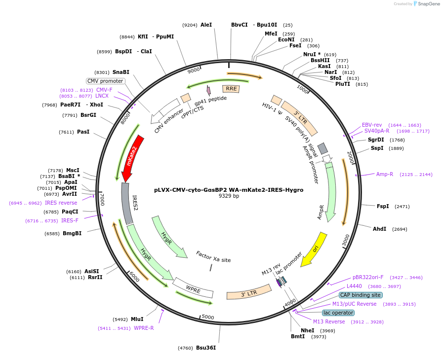 250700-plasmid-map-sequence-id-507421
