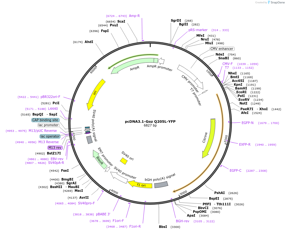 250702-plasmid-map-sequence-id-507426