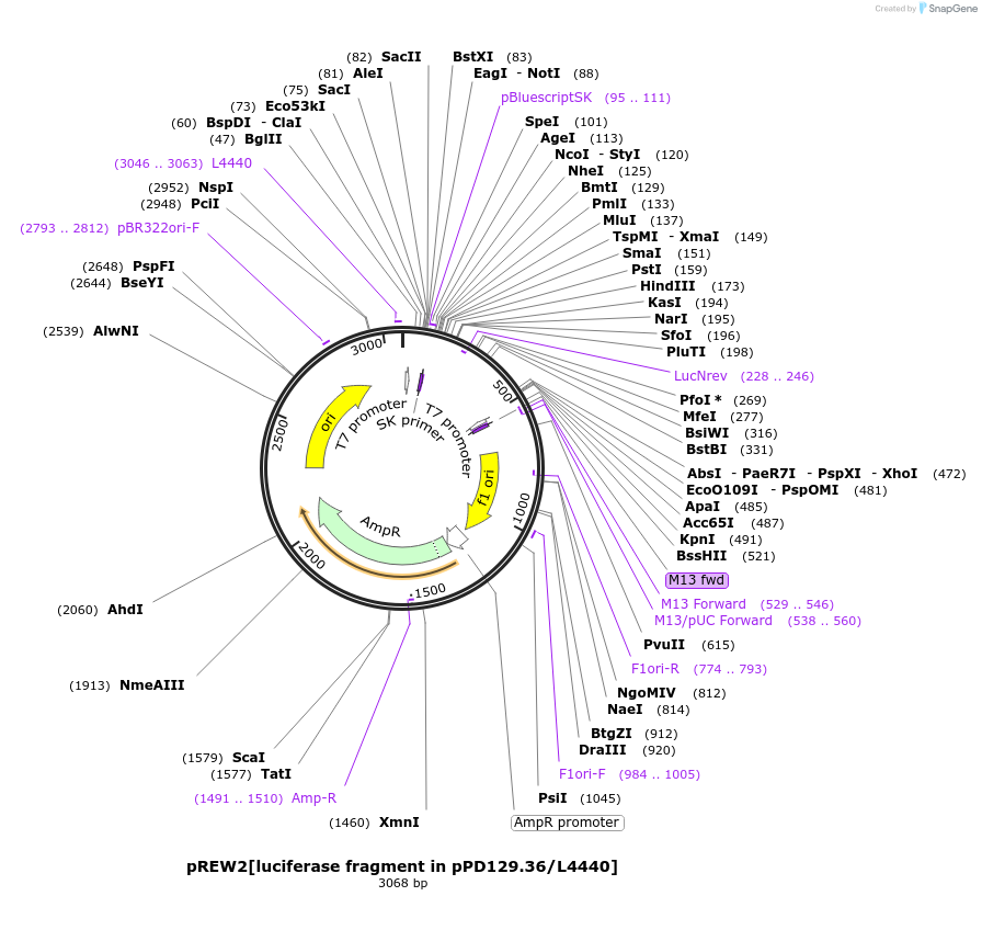 253297-plasmid-map-sequence-id-507565