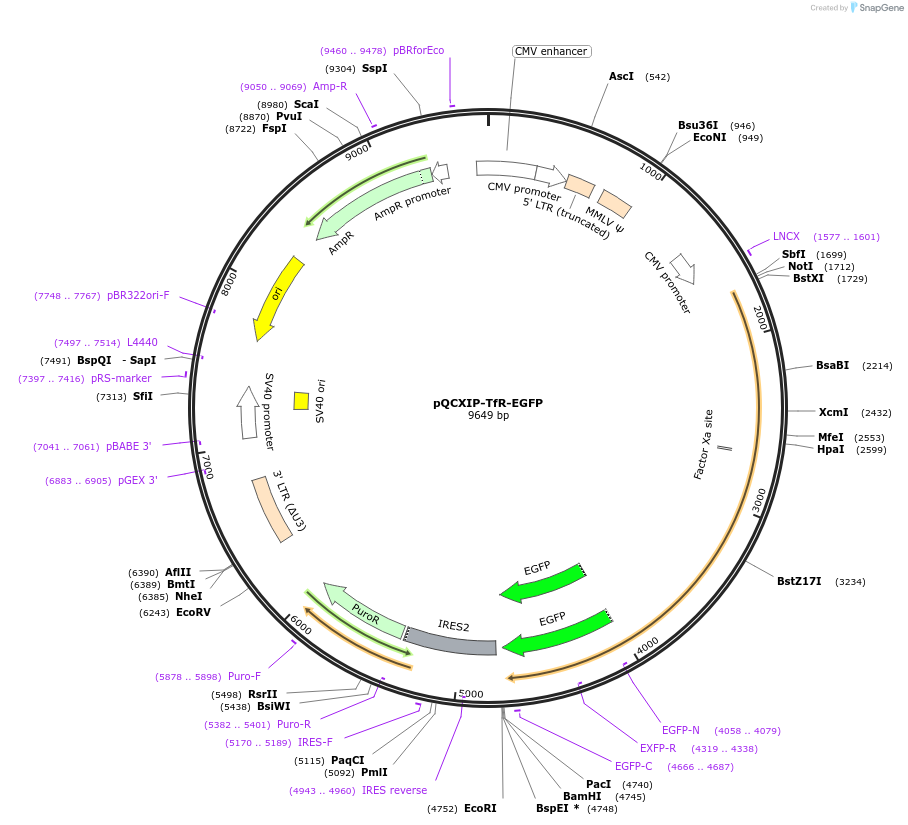 243763-plasmid-map-sequence-id-507580