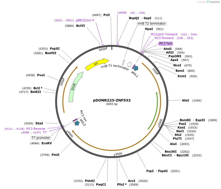 88740-plasmid-map-sequence-id-507640