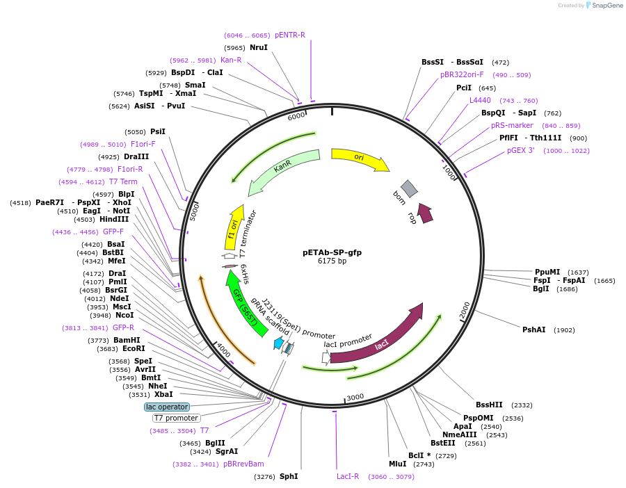 253609-plasmid-map-sequence-id-507649