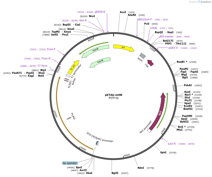 253611-plasmid-map-sequence-id-507652