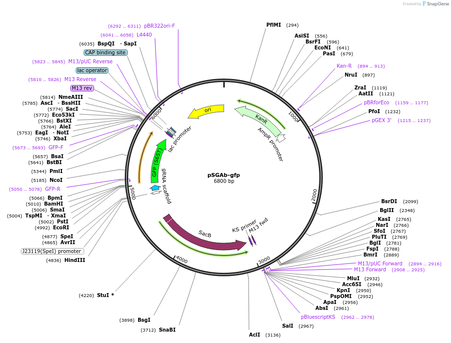 253605-plasmid-map-sequence-id-507656