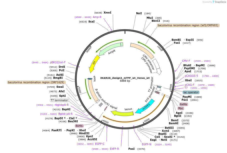 39994-plasmid-map-sequence-id-50767