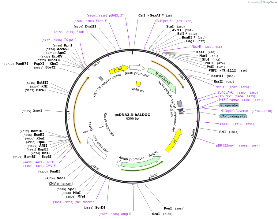 246128-plasmid-map-sequence-id-507742