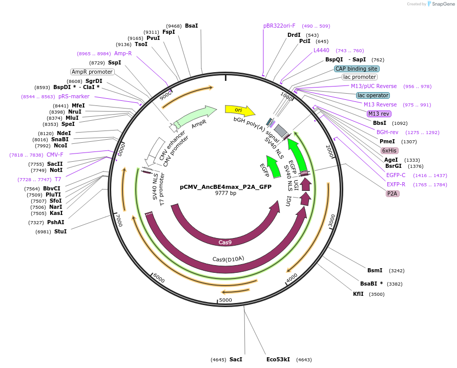 112100-plasmid-map-sequence-id-507760
