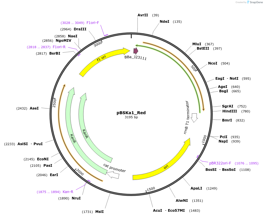243830-plasmid-map-sequence-id-507797