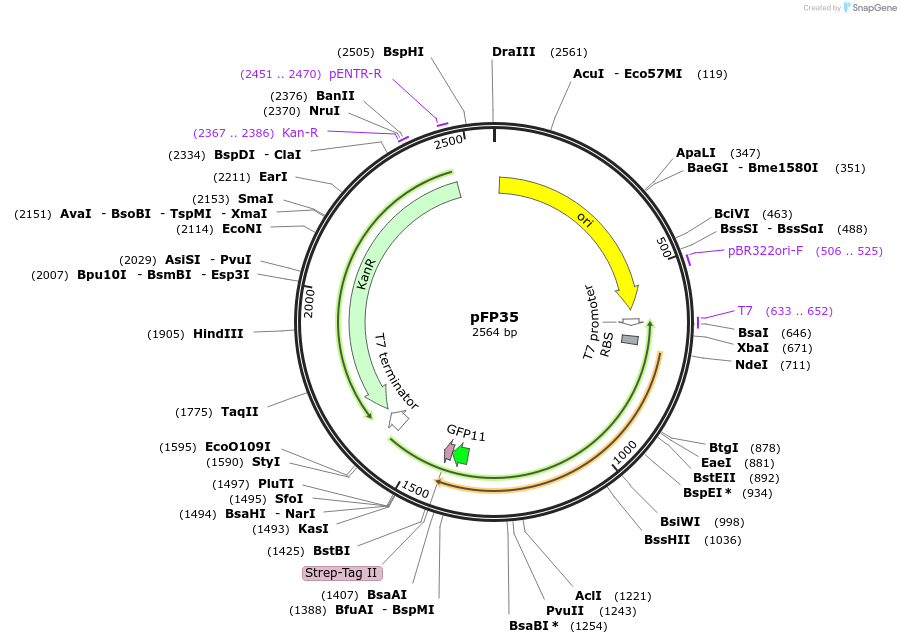 247210-plasmid-map-sequence-id-507798