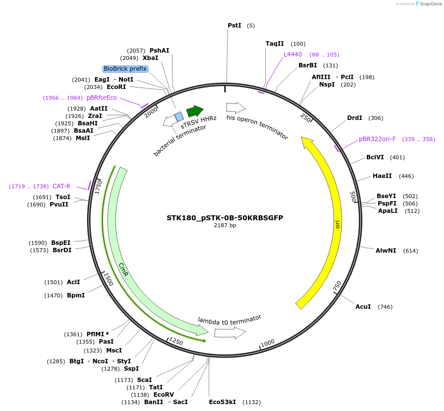 235437-plasmid-map-sequence-id-507805
