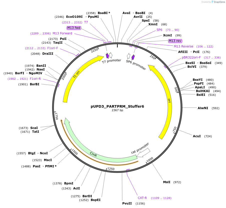 243883-plasmid-map-sequence-id-507811