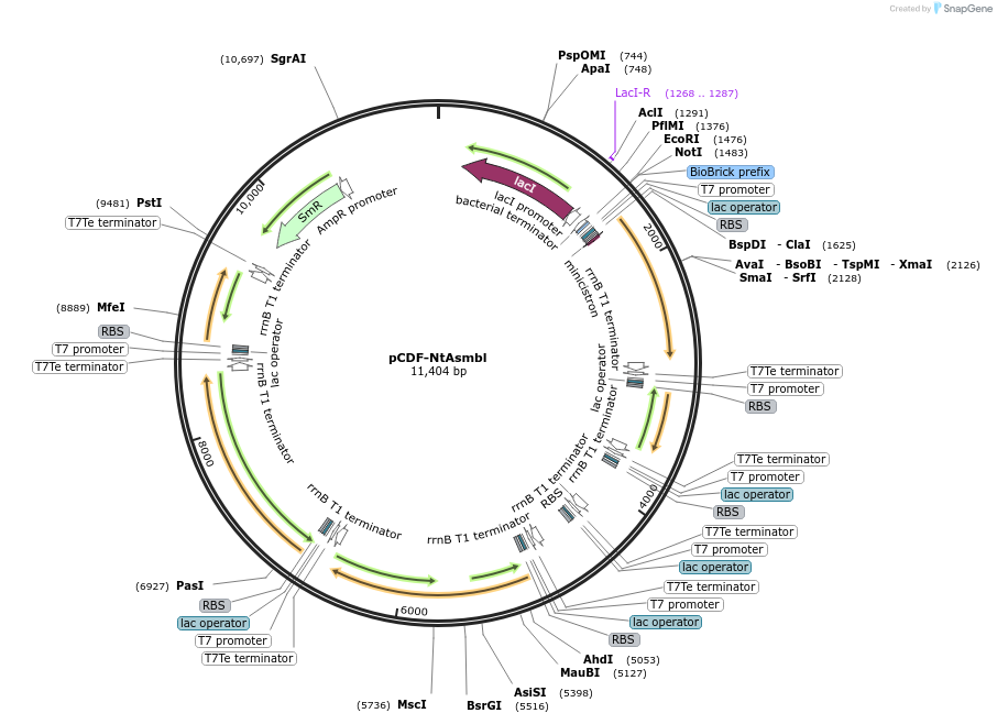 253865-plasmid-map-sequence-id-507820
