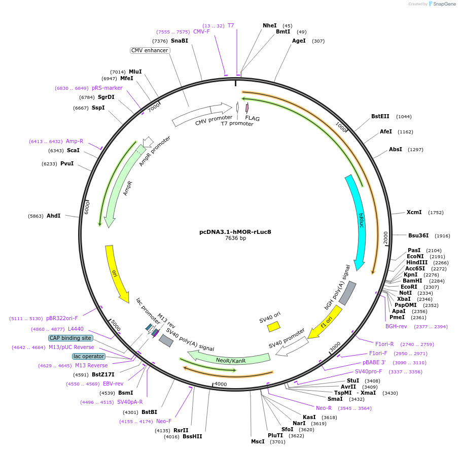 254716-plasmid-map-sequence-id-507821