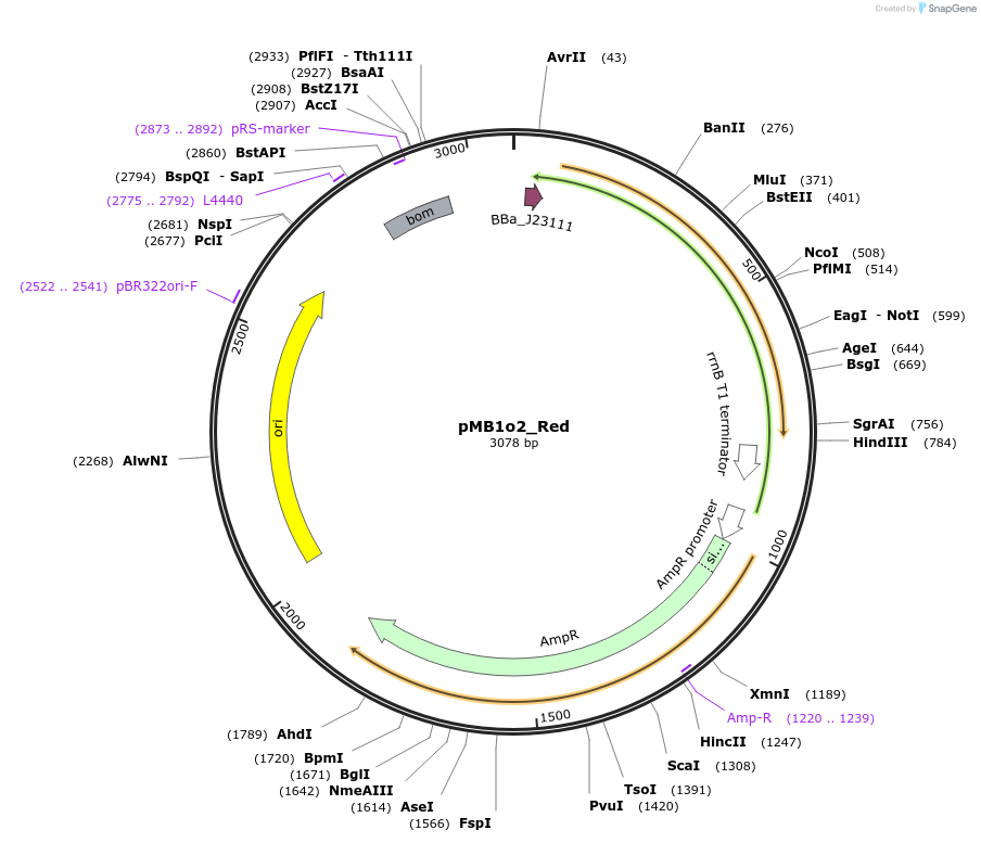 243863-plasmid-map-sequence-id-507825