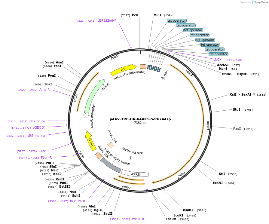 254003-plasmid-map-sequence-id-507826