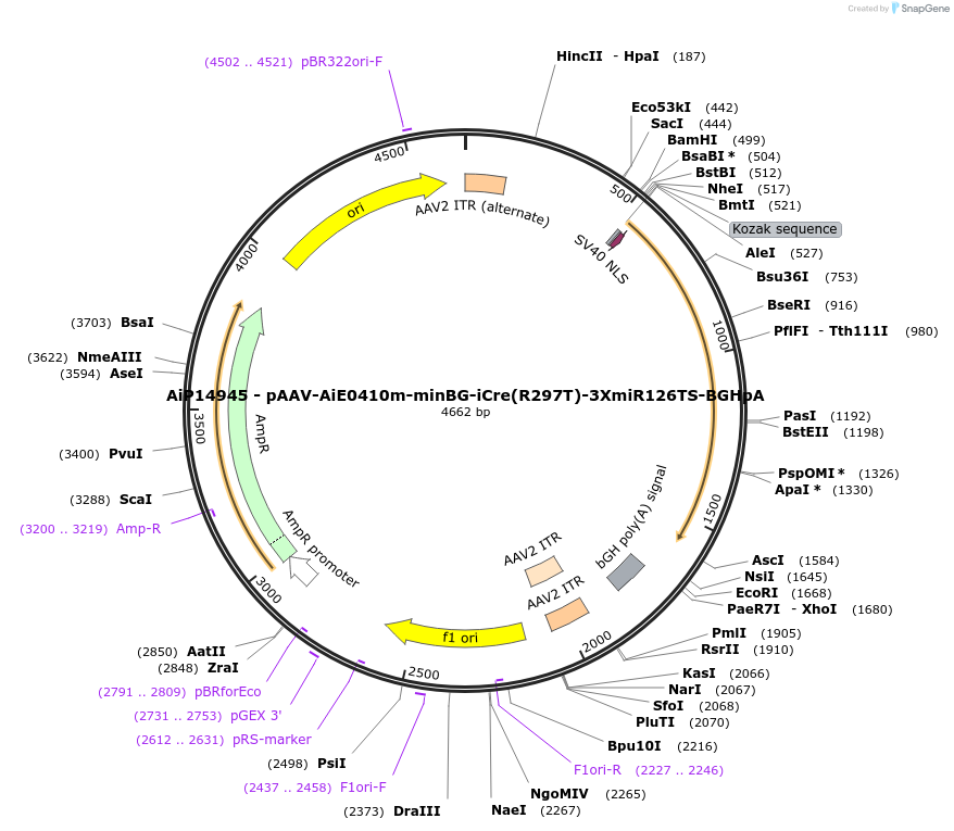 254824-plasmid-map-sequence-id-507827