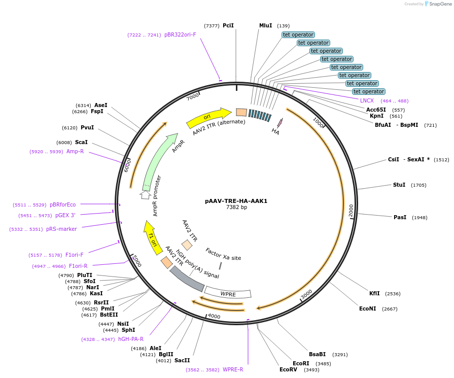 254004-plasmid-map-sequence-id-507828