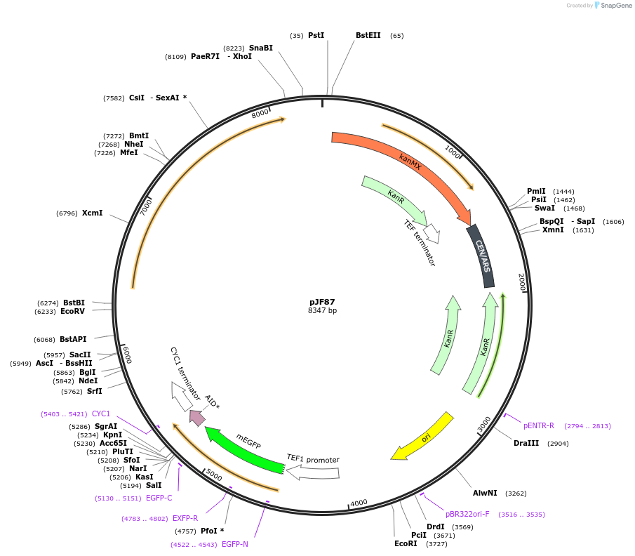253754-plasmid-map-sequence-id-507832