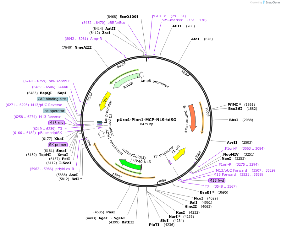 255010-plasmid-map-sequence-id-507836