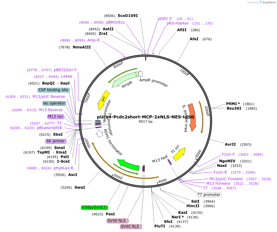 255016-plasmid-map-sequence-id-507837