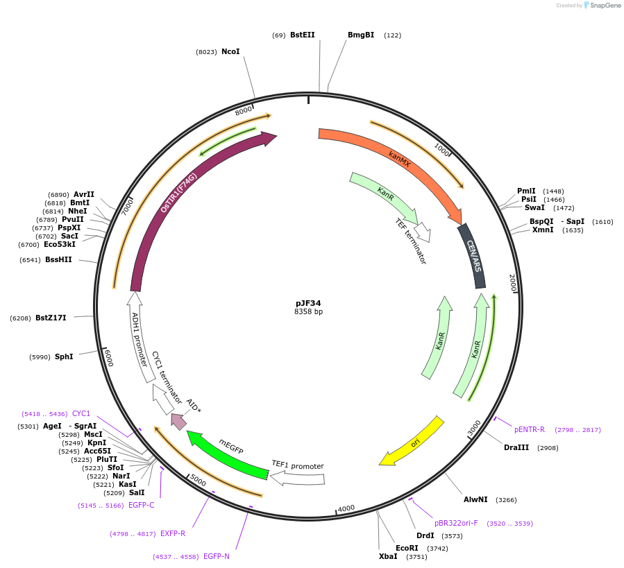 253752-plasmid-map-sequence-id-507841
