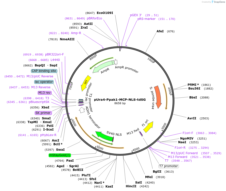 255012-plasmid-map-sequence-id-507842