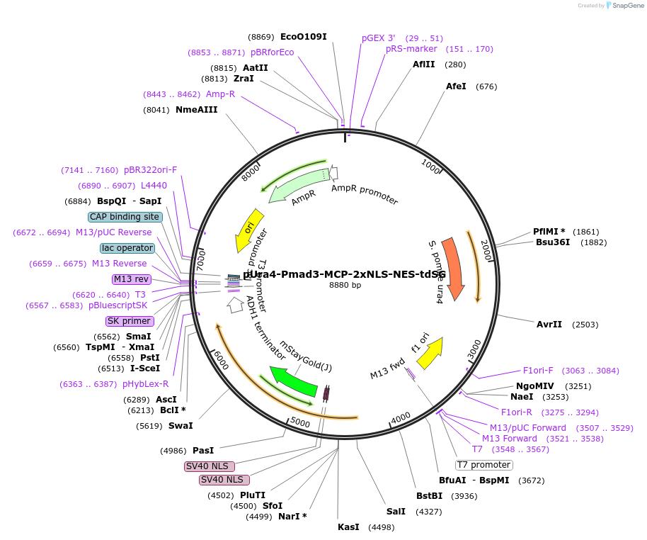 255014-plasmid-map-sequence-id-507843