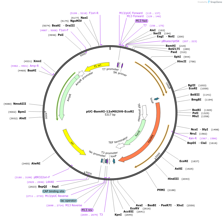 255009-plasmid-map-sequence-id-507844