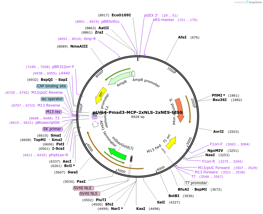 255015-plasmid-map-sequence-id-507845