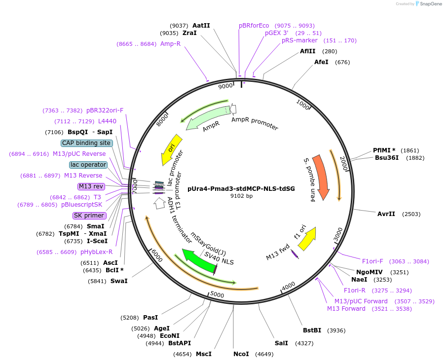 255018-plasmid-map-sequence-id-507846