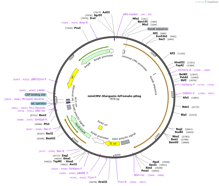 254848-plasmid-map-sequence-id-507848