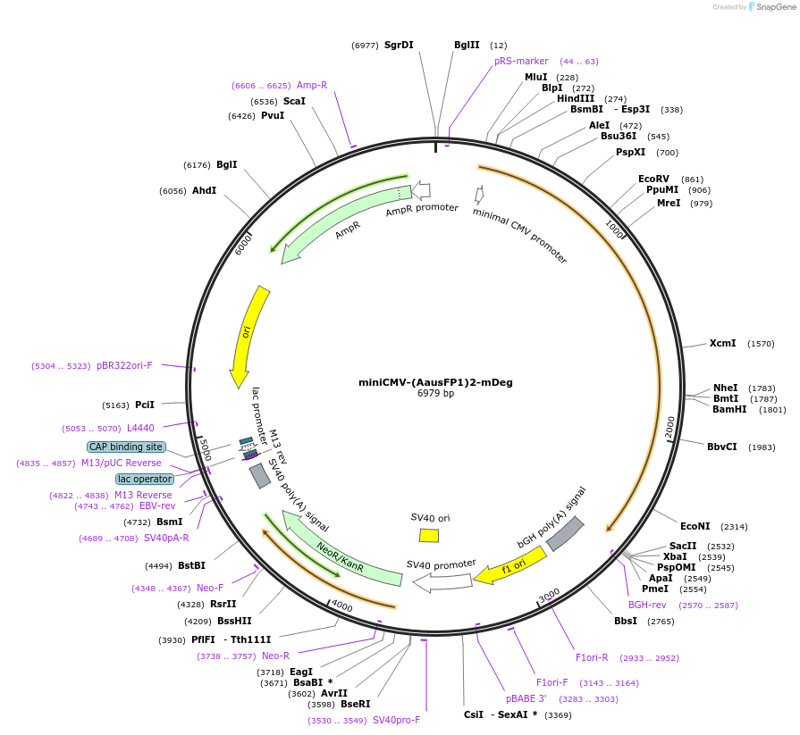 254844-plasmid-map-sequence-id-507849