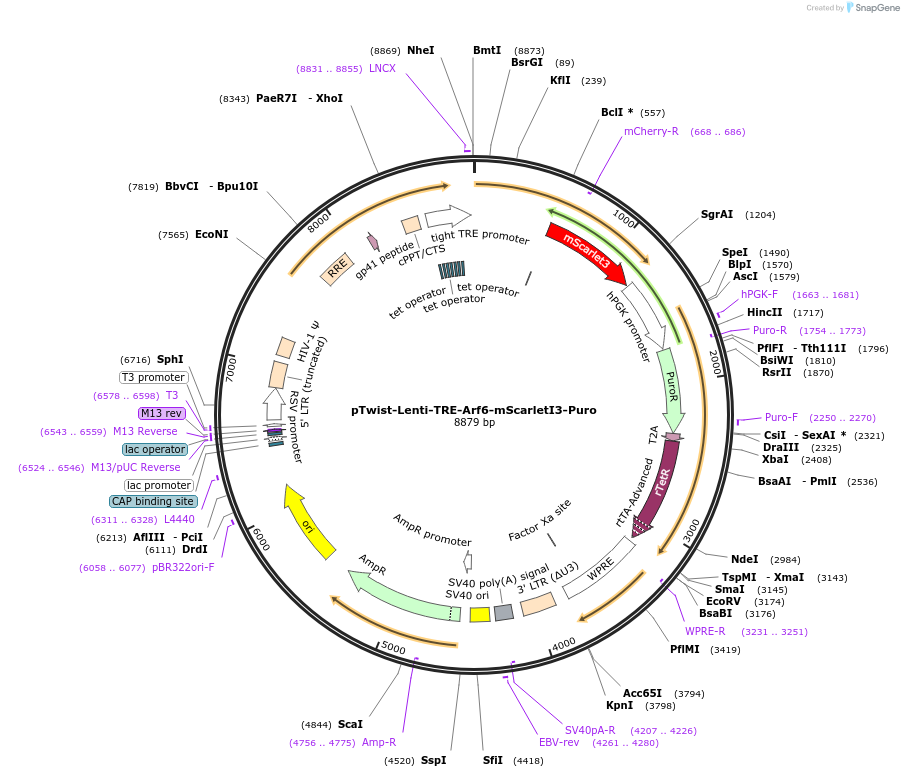 254857-plasmid-map-sequence-id-507850