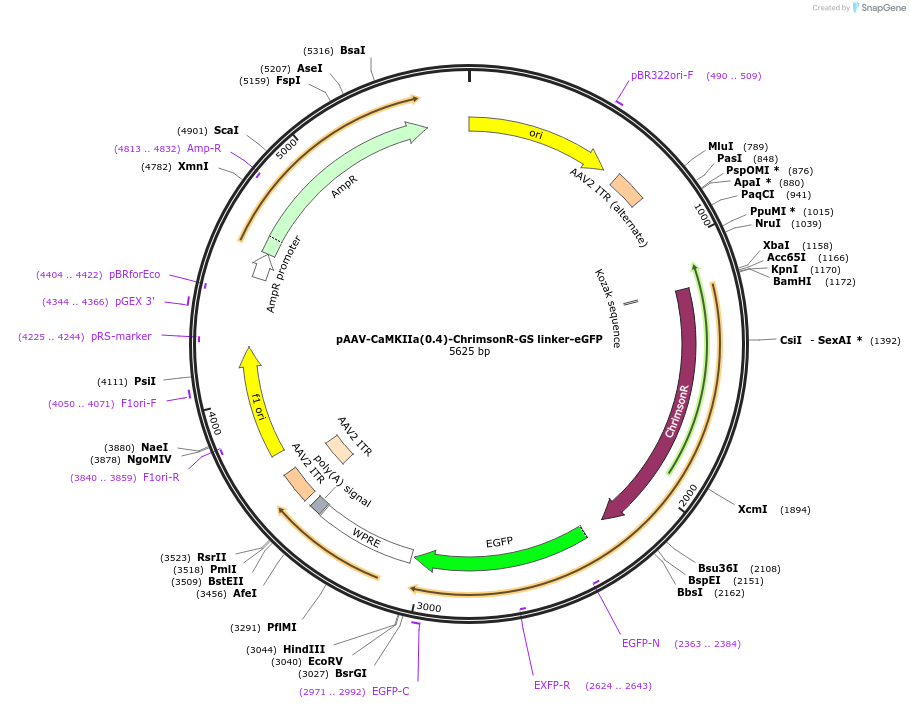 253391-plasmid-map-sequence-id-507852