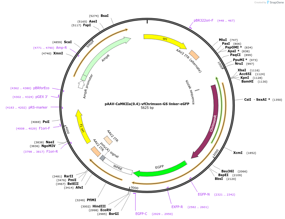 253390-plasmid-map-sequence-id-507854