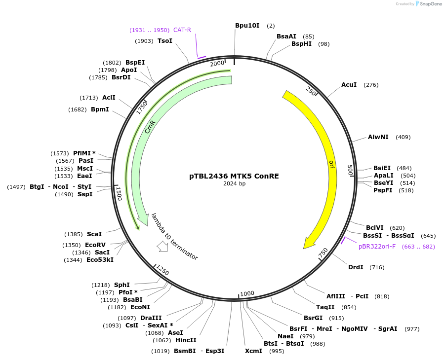 254859-plasmid-map-sequence-id-507856