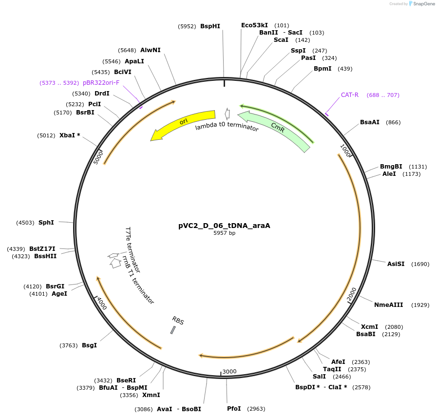 250045-plasmid-map-sequence-id-507858