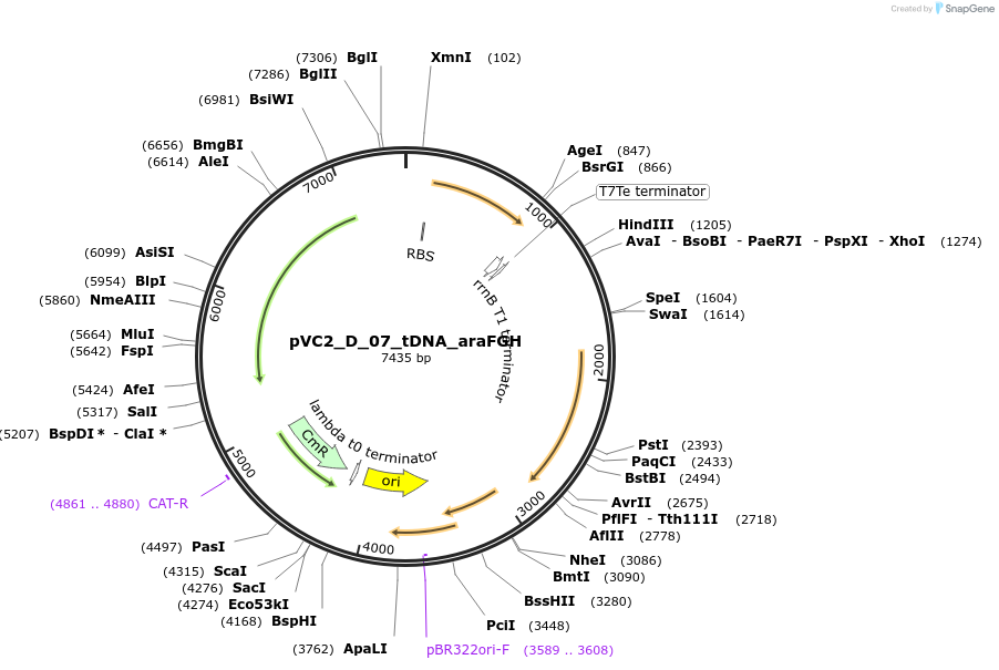 250046-plasmid-map-sequence-id-507859