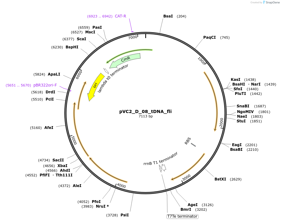 250047-plasmid-map-sequence-id-507860