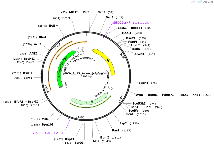 249983-plasmid-map-sequence-id-507861