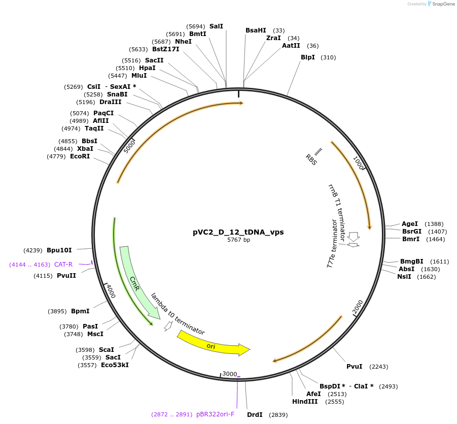 250051-plasmid-map-sequence-id-507862