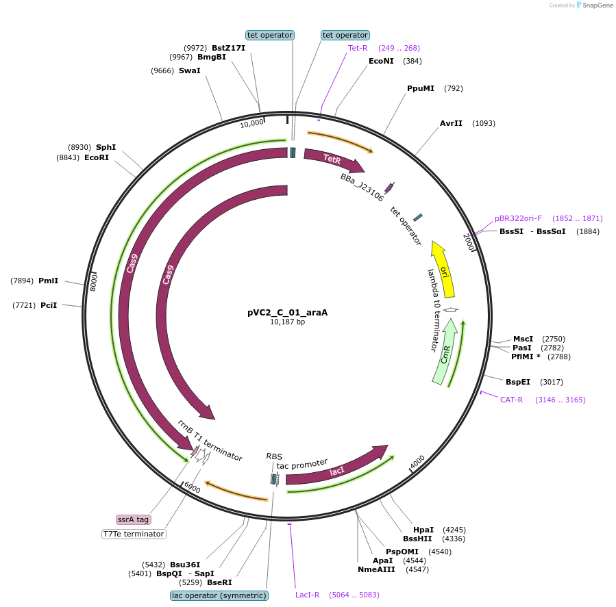 250052-plasmid-map-sequence-id-507863